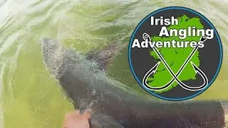 Tope Fishing Ireland