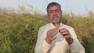 Hybrid Super Raya Cultivation