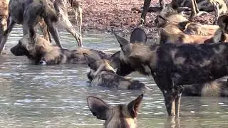 African Wild Dog Hunting in Action | Smart Predator Wildlife Footage