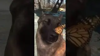Meeting dogmeat for the first time #fallout #falloutmeme #new #fallouttvshow #shorts #video #short
