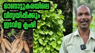 ഇടവിള കൃഷികൾ കാണാം, ദേവരാജൻ ചേട്ടന്റെ വാക്കുകൾ കേൾക്കാം#kappa #tapioca #agriculture #farming #shorts