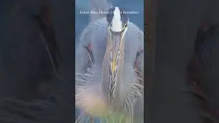 Extreme close-up, get eye-to-eye with a Great blue heron #wildlife #heron
