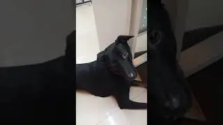 Most calming sound for your dog.