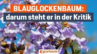Paulownia - Klimabaum oder doch invasive Problem-Pflanze?