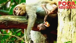TEAR DROPPING DOWN SEEING BOTH POOR BABY MONKEY SO WEAK ON THE TREE. POOR NEWBORN NEARLY FALL DOWN