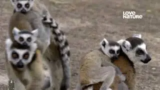 Madagascar Lemures Da Montanha Anja
