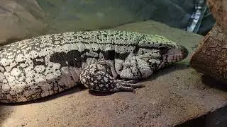 Tegu Growtent Setup