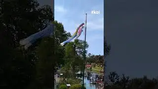 #koi #jardinjapones #wind