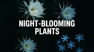 Night-Blooming Plants: The Magical Flowers That Bloom After Dark