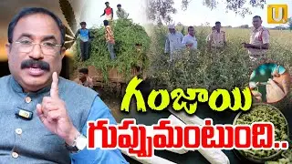 Nagaraju Bairisetty Revealed Shocking Truths On AP Becoming GANJA DEN | Secret Operation | UTV