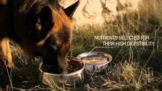 Royal Canin German Shepherd