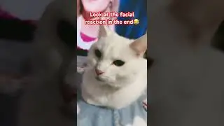 #кот