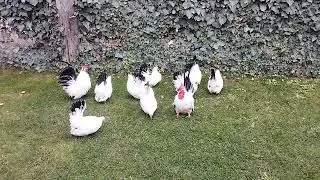 Chabo black tail