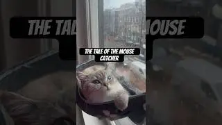 Вы когда-нибудь видели, как кошка ловит мышь? 🐭 #кошачьевидео #кошка #смешныекошки #любителикошек...