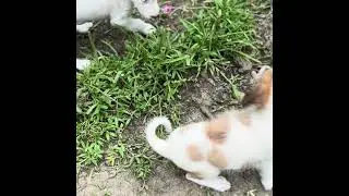Peaceful Farm Life🌬️🍃🍂🐶🐥Raw Sound of Nature❤️