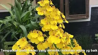 Cara Membuat Anggrek Berbunga Lebat, Kasus Pada  Oncidium Gower Ramsey