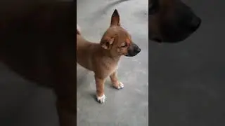 My Desi Dog #sweet puppy