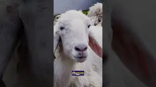 Sheep in Mythology and Folklore | Unraveling the Ancient Sheep Videos | Creative Nature