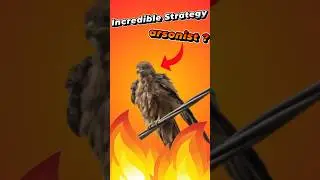 The Bird That Uses Fire To Hunt!