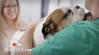 How To Treat Mange In Dogs | Vet Approved Dog Mange Treatment That Gets Rid of Mange in Dogs