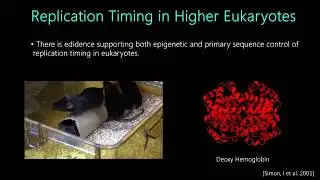 Replication Initiation in Eukaryotes Part One: Origin Licensing and Activation