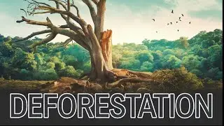 Deforestation Explained! 🌳 Why Do Humans Cut Trees?