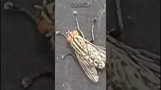 Ye Koi Aam Makkhi Nahi Hai 😱 | Giant Striped Fly Close-Up | Rare Fly Video | Udan Jeevan Ki