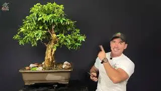 PRIMEIRO VÍDEO DO ANO PARA TIRAR AS DÚVIDAS DE VOCÊS SOBRE BONSAI.
