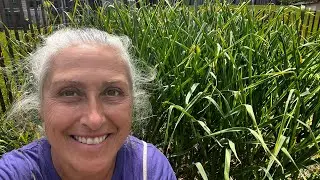 Don&rsquo;t Toss Sprouting Garlic! How I Save It on the Homestead in Ontario 🧄❄️