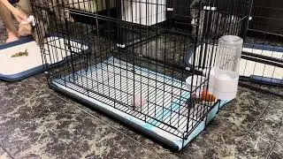 Attempting to potty train Hunter outside his crate time #puppypottytraining #puppyfunnyvideo 