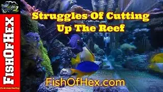 Struggles Of Cutting Up The Reef | Future Plans For FishOfHex