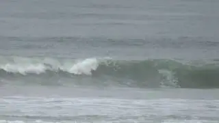 wipe out surfer and a dolphin at venice beach video by sherm