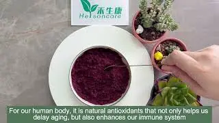 Freeze Dried Blueberry Powder