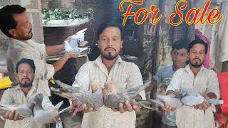 Chuha chandan, Lalban kabootar breeding pair for Sale in Amroha  Babbu bhai mob 9027455040