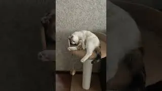#джейсон #catvideos #юмор #прикольныекоты #котики #видосыоткота #кот #цитатыосмысле #cat #котик