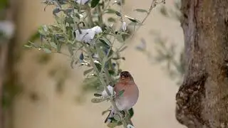 Common Chaffinch - İspinoz #birds #birdsong #trtbelgesel #natgeo @trtbelgesel @NatGeo @NatGeoAnimals