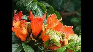Amazing and Most Beautiful Red Spathodea Flowers | African Tulip Tree