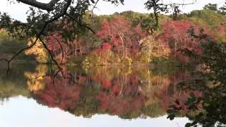 Cape Cod's best foliage spots!