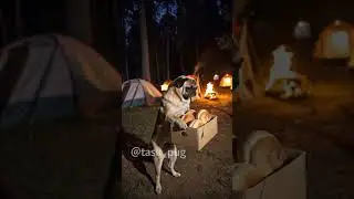 Dog&rsquo;s Burger Skills Are Better Than Mine! 😂🍔