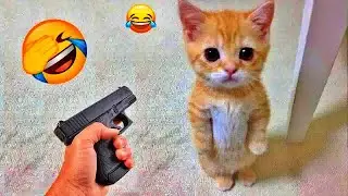 Best Funny Dogs and Cats Videos😽Funniest Animal videos 2026😸🐶