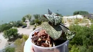 Doritis pulcherrima var. marmorata