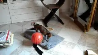 ... Dot e il suo conturbante rapporto con il pallone