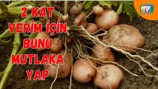 PATATESTE İKİ KAT VERİM İ&Ccedil;İN MUTLAKA B&Ouml;YLE YETİŞTİR #patatesyetiştirciliği  patates nasıl yetişir