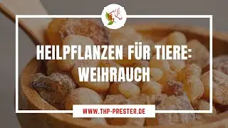 Heilpflanzen für Tiere Weihrauch