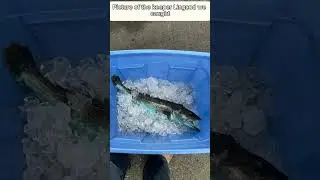 Lingcod fishing Sonoma Coast (Photos)