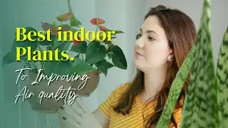 Best Indoor Plants to improving air quality ❤ The Benefits of Houseplants ✅