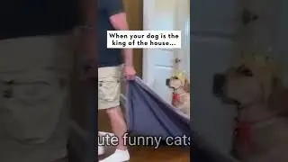 dogs is King of huaos