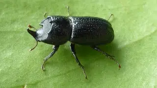 Sinodendron cylindricum, alias le Lucane cornu = Lucane rhinoc&eacute;ros, par Andr&eacute; Lequet