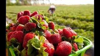 COMO PLANTAR MORANGO E EM 3 MESES PRODUZIR (INICIO, MEIO E FIM)