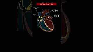 CONDUCTION SYSTEM OF HEART |CARDIAC DISEASE |HEART SURGERY |CARDIAC ARREST
